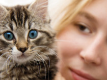 Katzen Sommer Hitze