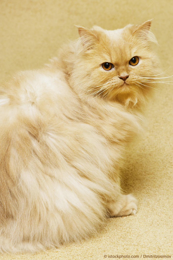 Persian cat