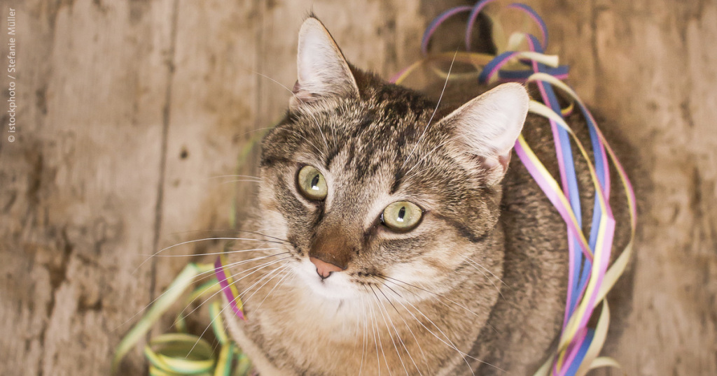 Silvester mit Katze