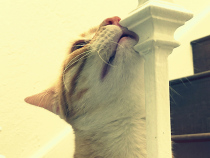 Was ist Feliway?