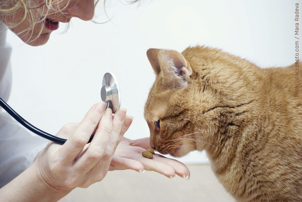 Vorsorge Und Impfungen Bei Kitten Katzen Lieben Feliway