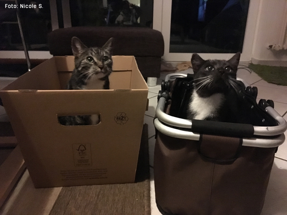 Nasenkontakt ohne Konflikte dank FELIWAY® FRIENDS