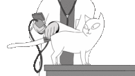 Bluthochdruck Katze