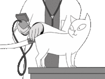 Bluthochdruck Katze